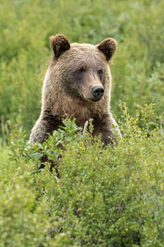 Banff PRIVATE Guided Nature Walk + Transportation - 2.5H - Summing Up: Is it Worth It?