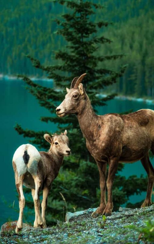 Banff: Private Premium Wildlife Viewing & Sunset Experience - An In-Depth Look at the Banff Wildlife & Sunset Experience