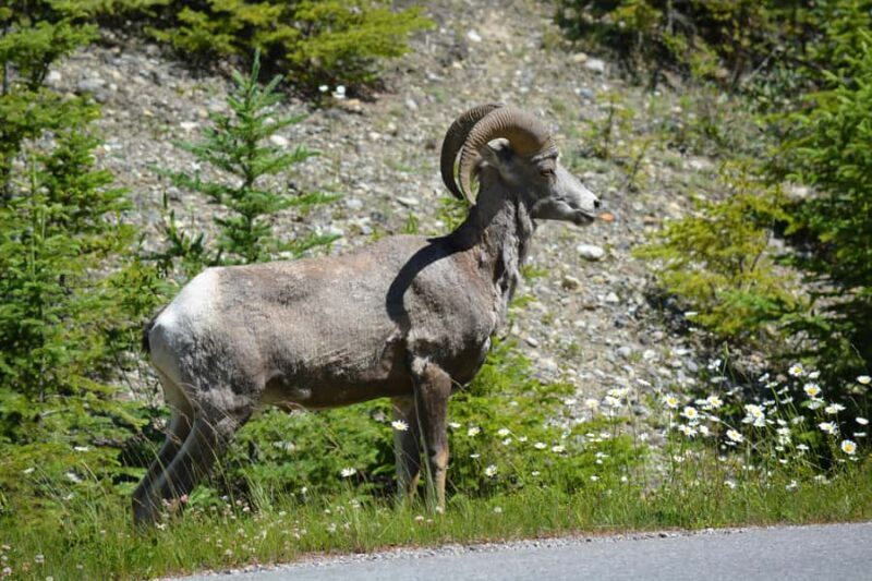 Banff: Private Premium Wildlife Viewing & Sunset Experience - FAQs