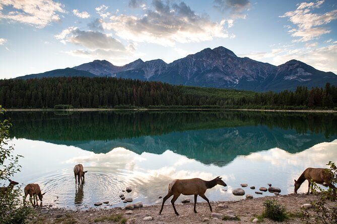 Banff PRIVATE Safari Drive and Custom Nature Walk -4H - Key Points