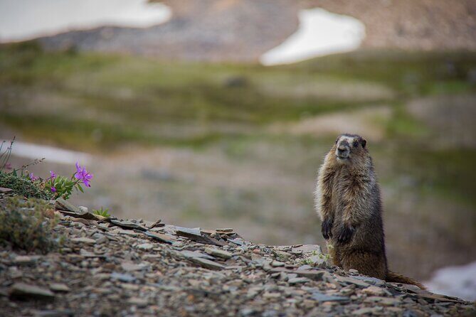Banff PRIVATE Safari Drive and Custom Nature Walk -4H - FAQ