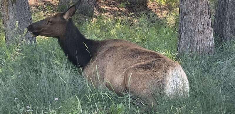 Banff Town: Guided Town Walking Tour with Snack - Why This Tour Offers Genuine Value  