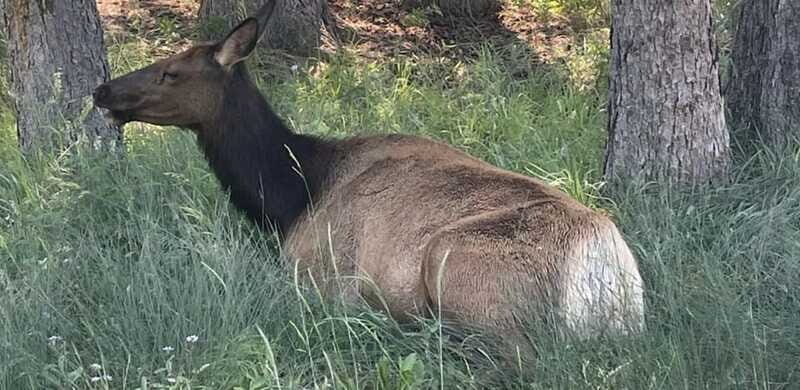 Banff Town: Guided Town Walking Tour with Snack - FAQ  