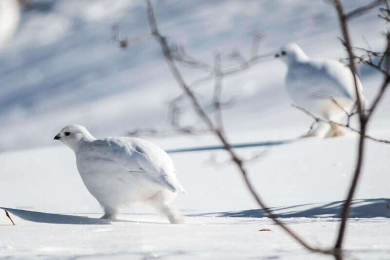Banff: WILD ICE Winter Adventure - Ice Cleat Included - What Makes This Tour Stand Out?