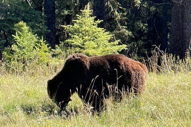 Banff Wildlife Explore and Johnston Canyon Hiking Tour - What the Reviews Say
