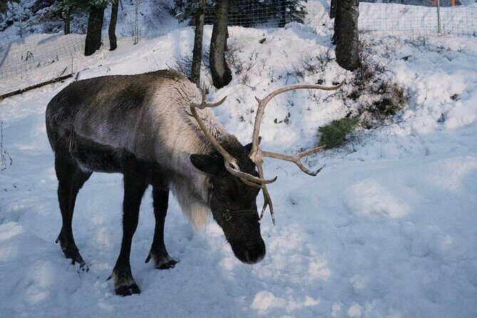 Banff Wildlife Explore and Johnston Canyon Hiking Tour - FAQ