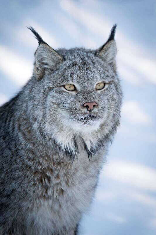 Banff: Winter Wilderness Walk with Wildlife Tracking - 2hrs - Exploring the Walk in Detail