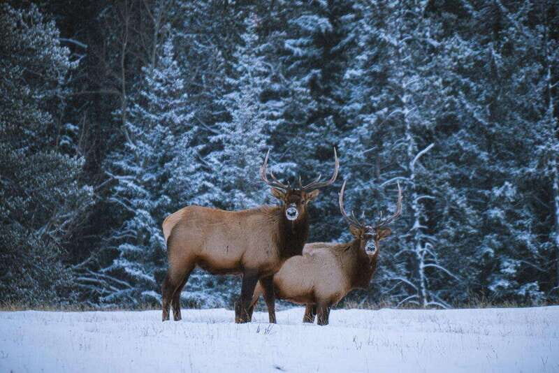 Banff: Winter Wilderness Walk with Wildlife Tracking - 2hrs - Who Should Consider This Tour?