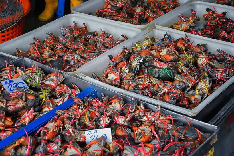 Bangkok: Damnoen Saduak Market and Maeklong Railway Market - Important Information and Recommendations