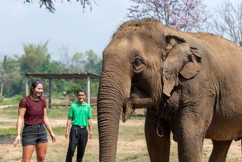 Bangkok: Elephant Sanctuary & Erawan Waterfall Tour - Frequently Asked Questions