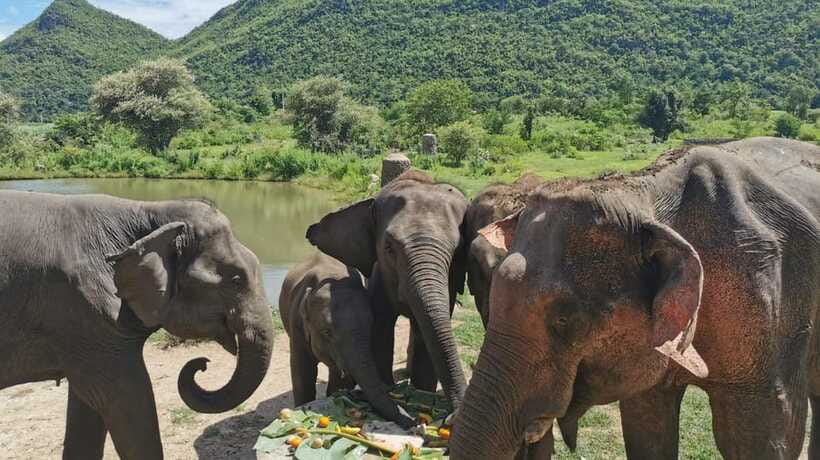 Bangkok: Elephants World & Erawan Waterfall in Kanchanaburi - Important Considerations