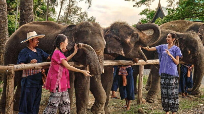 Bangkok: Ethical Elephant Care Half-Day With Transfers - Key Points