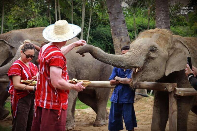 Bangkok: Ethical Elephant Care Half-Day With Transfers - Itinerary and Transportation