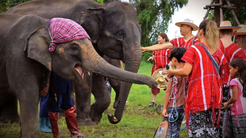 Bangkok: Ethical Elephant Care Half-Day With Transfers - Ethical Elephant Care Experience