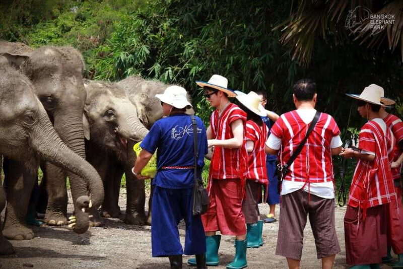 Bangkok: Ethical Elephant Care Half-Day With Transfers - Conservation Efforts and Learning