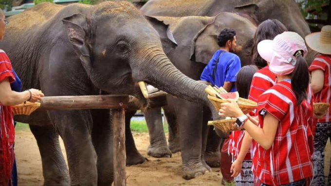 Bangkok: Ethical Elephant Care Half-Day With Transfers - Customer Feedback and Ratings