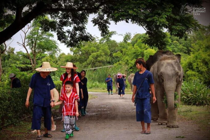 Bangkok: Ethical Elephant Care Half-Day With Transfers - Frequently Asked Questions