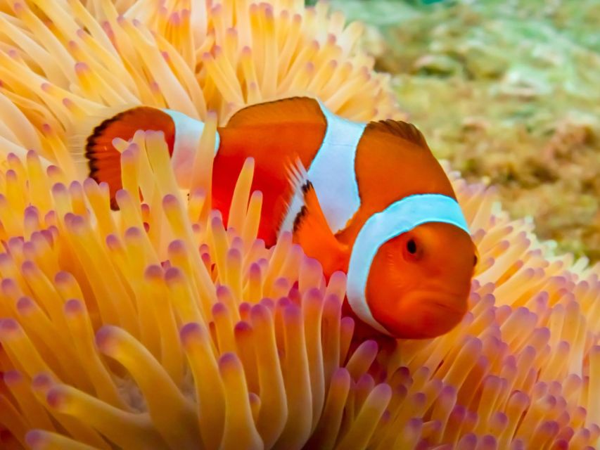 Bangkok: Nemo Island Day Trip With Drone Photos and Lunch - Stand-up Paddleboarding