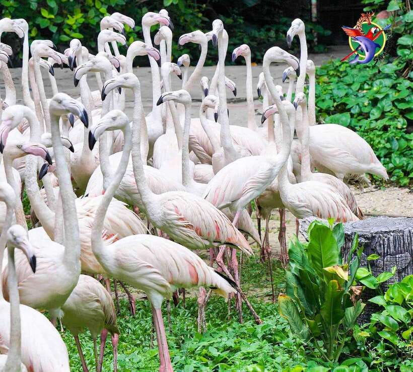 Bangkok & Safari World, Hotel and Private Transfer - Key Points