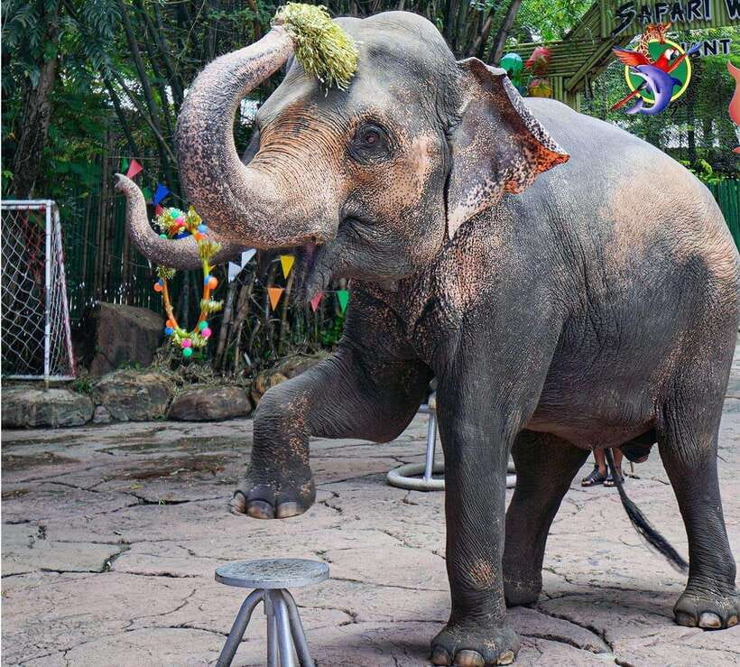 Bangkok & Safari World, Hotel and Private Transfer - Tour Overview