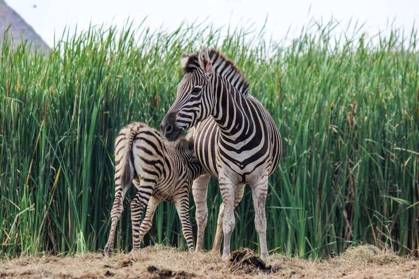 Bangkok & Safari World, Hotel and Private Transfer - Safari World Experiences