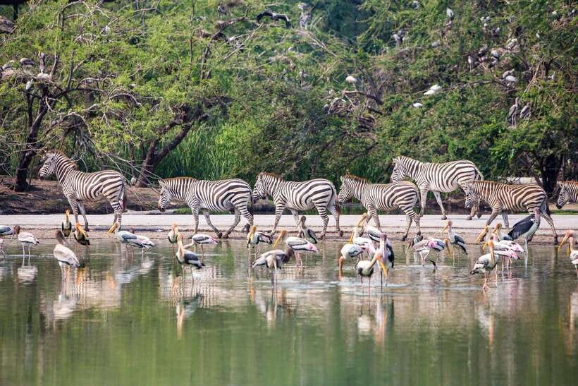 Bangkok & Safari World, Hotel and Private Transfer - Transportation Arrangements