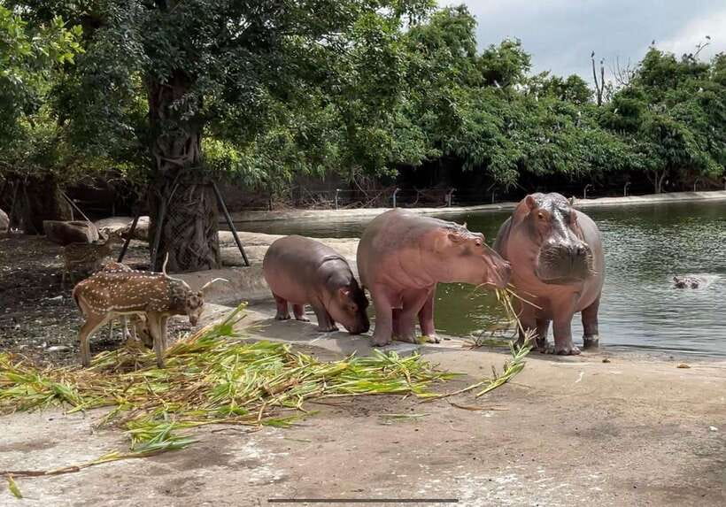 Bangkok & Safari World, Hotel and Private Transfer - Inclusions and Exclusions