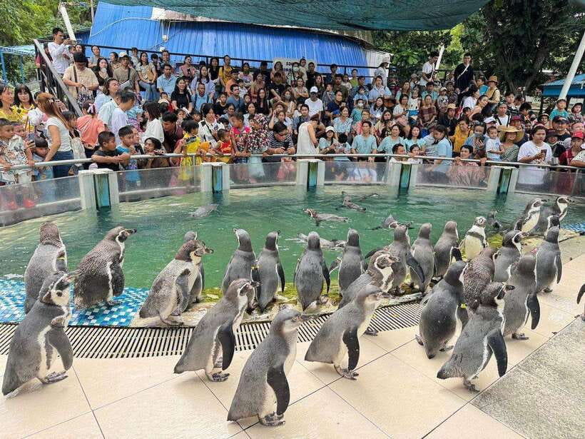 Bangkok to Moo Deng: Private Transfer To Khao Kheow Zoo - Key Points