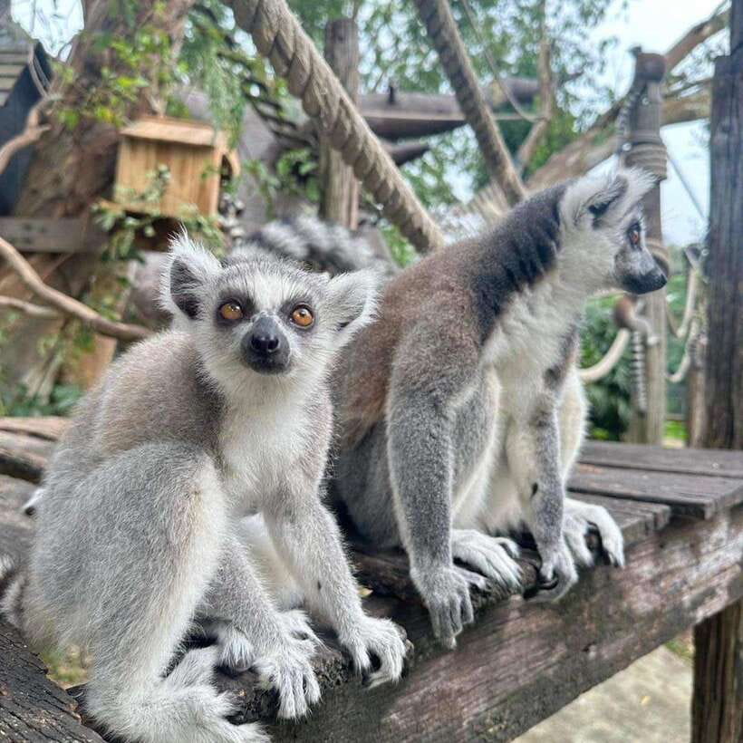 Bangkok to Moo Deng: Private Transfer To Khao Kheow Zoo - Exploring the Zoos Wildlife Exhibits