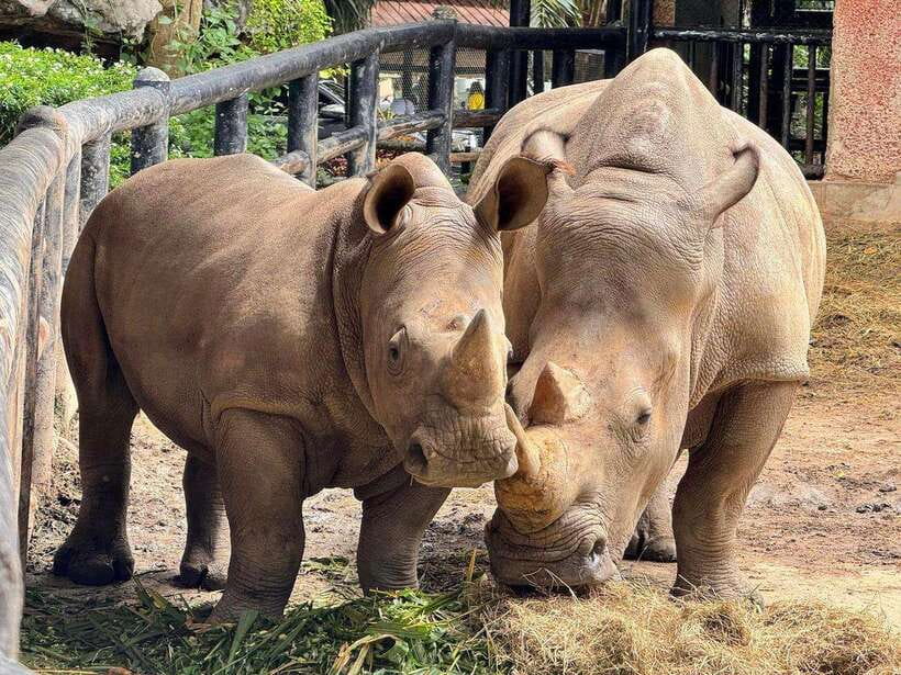 Bangkok to Moo Deng: Private Transfer To Khao Kheow Zoo - Navigating the Zoo With Golf Carts