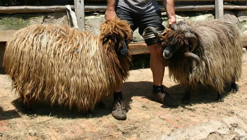 Bansko: Rare Bulgarian Pets Experience - Bansko: Rare Bulgarian Pets Experience – A Unique Encounter with Bulgaria’s Rescued Animals