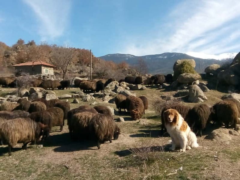 Bansko: Rare Bulgarian Pets Experience - Key Points