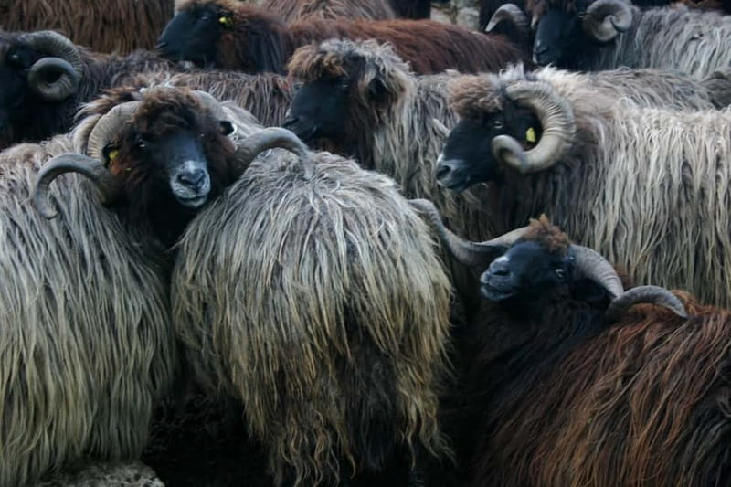 Bansko: Rare Bulgarian Pets Experience - What to Expect During the Tour