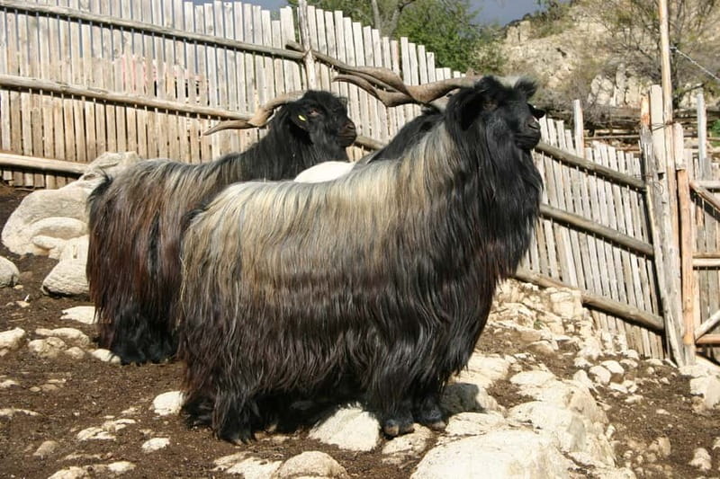 Bansko: Rare Bulgarian Pets Experience - The Value of the Experience
