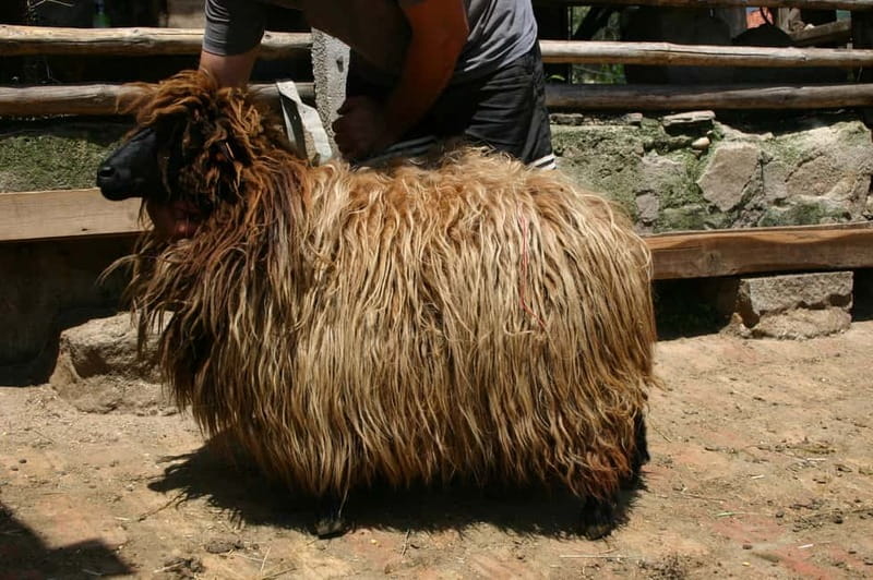 Bansko: Rare Bulgarian Pets Experience - FAQ