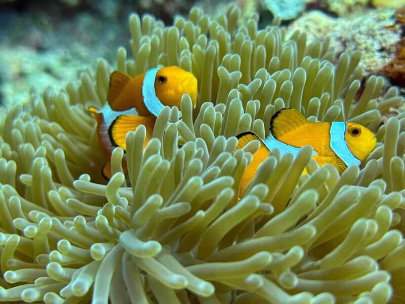 Bantayan Island: Intro Freediving Experience - The Impact of Expert Guidance and Small Groups