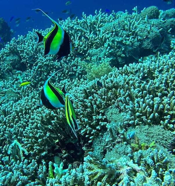 Bantayan Island: Intro Freediving Experience - Environmental and Safety Considerations