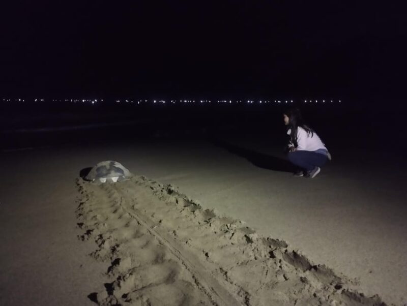 Banyuwangi: Sukamade Beach Turtle Conservation 2-Day Tour - Important Considerations