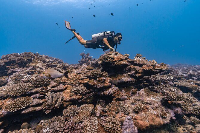 Baptism: introductory dive at Moorea Fun Dive - The Sum Up: Who Will Love This?