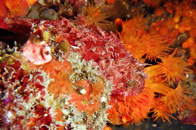 Baptism of Diving in the Natural Park of the Strait - Benefits of Scuba Diving as a Sport