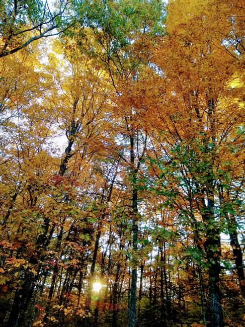 Bar Harbor: Acadia National Park Autumn Leaf Private Tour - Key Points