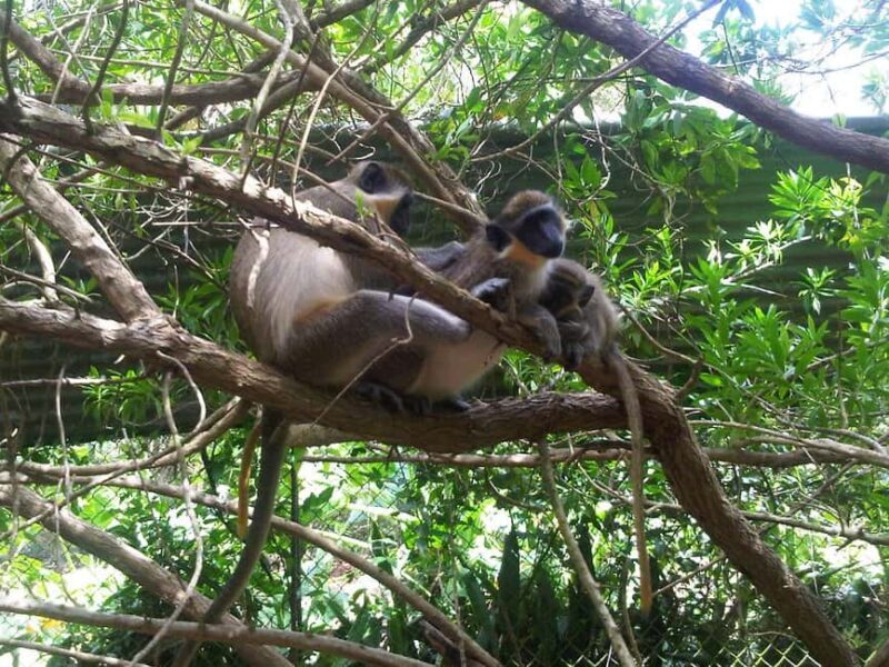 Barbados: 4 Hour Private Customized Island Tour - Exploring Barbados: A 4-Hour Private Customized Island Tour