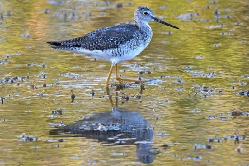 Barbados: Bird Watching Experience - Key Points