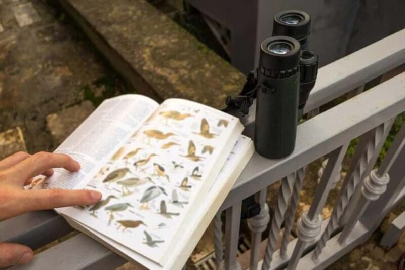 Barbados: Bird Watching Experience - A Closer Look at the Bird Watching Tour