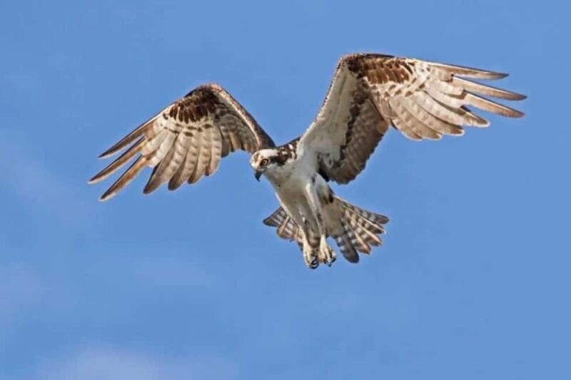 Barbados: Bird Watching Experience - The Bottom Line