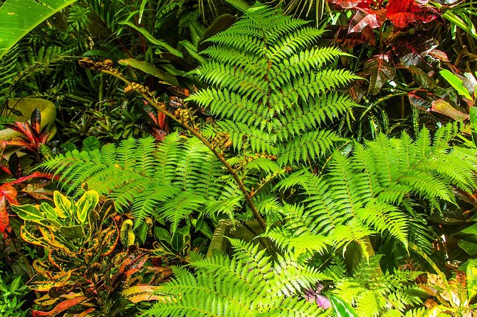 Barbados Botanical Tour - Inclusions