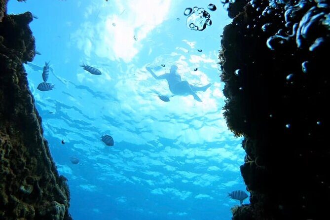 Barbados Catamaran Snorkeling Turtle and Shipwrecks tour - Who Will Love This Tour?