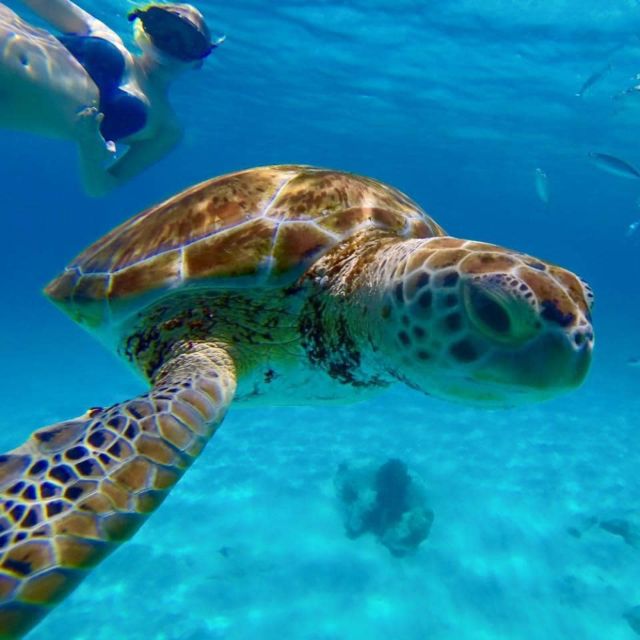 Barbados: Catamaran Tour With Snorkeling and Lunch - Exploring Tropical Fish and Marine Life
