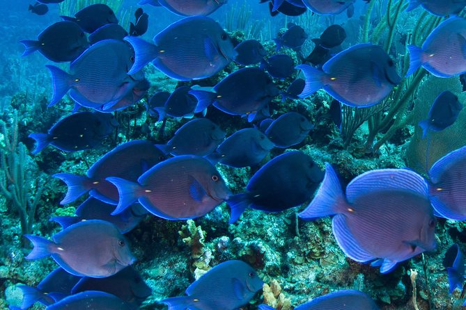 Barbados Catamaran Turtle and Shipwreck Snorkeling Cruise - Duration and Inclusions