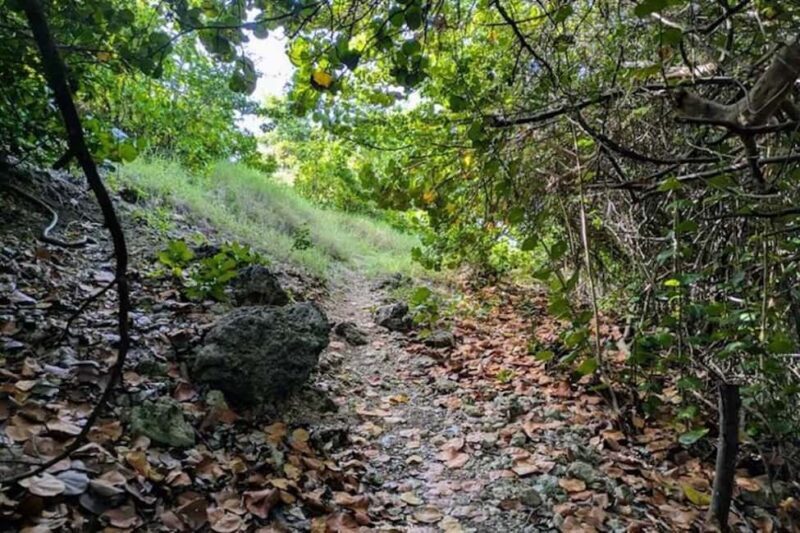 Barbados: Hiking and Sightseeing Tour - Who Will Love This Tour?